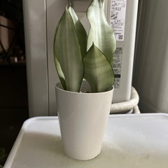 シルバーキング　サンスベリア サンセベリア