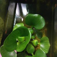 メダカの家 （ホテイ草）天然の産卵場所