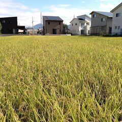 令和6年　新米　キヌヒカリ　30kg　兵庫県宍粟産　玄米