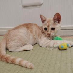 クリーム色の子猫ちゃん