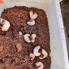 2024年 カブトムシ幼虫　