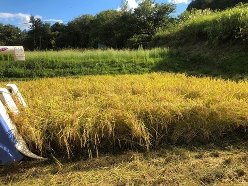 ①【令和6年新米】
コシヒカリ年間契約