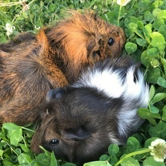 アビニシアンモルモット2匹の里親募集🍀