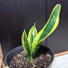 【お取引決定】サンセベリア　観葉植物