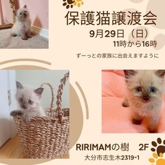🌸🌷譲渡会をします🌷🌸