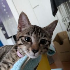 里親募集