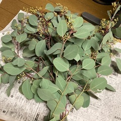 ユーカリポポラス