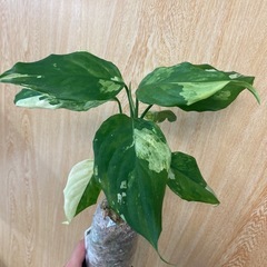 アグラオネマ　モデスタム　斑入り