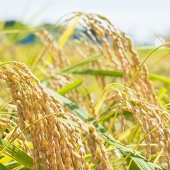 令和6年あきたこまち　新米🌾