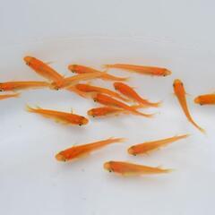 楊貴妃メダカ　成魚　2024-06