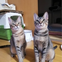 🌸⚽️キジの仔猫兄妹⚽️🌸