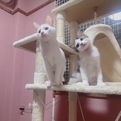 🌸🐈トビ白さん🐈🌸