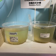 タマミジンコ入荷してます🐟