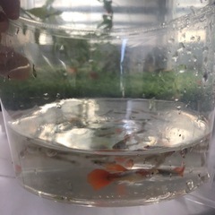 グッピーの画像