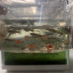 グッピーの画像