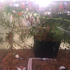 グッピーの画像