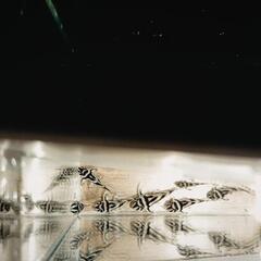 【5匹限定!!】インペリアルゼブラプレコ20〜25mmの画像