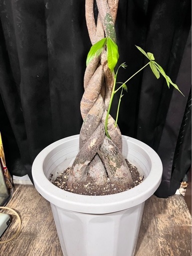 観葉植物　パキラ　植木
