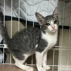 in江南市☆子猫たくさん！保護猫をオウチに迎えよう☆2024年9...