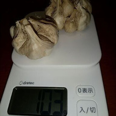 自家栽培にんにく１００ｇ。