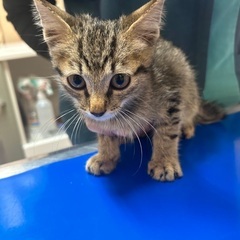 人懐っこい猫ちゃんの里親を募集しています！