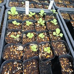 【※11月始め頃まで取引予定です。】 野菜の苗 (白菜、ｷｬﾍﾞ...