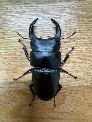 国産オオクワガタ・ペア（能勢YG）