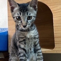 元気なトラちゃん