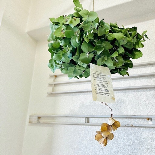 ユーカリ　フライングリース