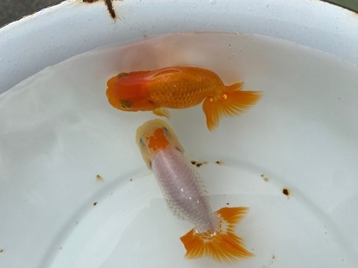 （2422）宇野系3歳魚2匹セット    極上種