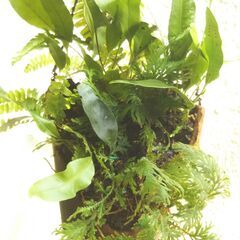 シダ植物の寄せ植え