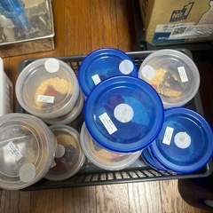 ノコギリクワガタ22匹セットの画像