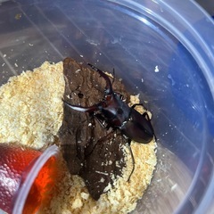 ノコギリクワガタ22匹セット