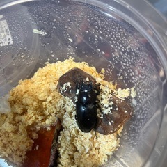 ノコギリクワガタ22匹セットの画像