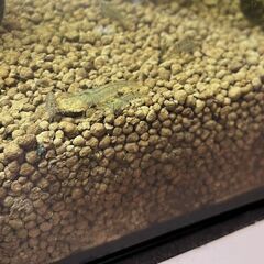 20匹ミナミヌマエビ譲りますの画像