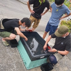 本日開催！めだかすくい　やります！