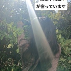 観葉植物　ガーデニング　シンボルツリー