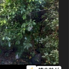 観葉植物　ガーデニング　シンボルツリーの画像
