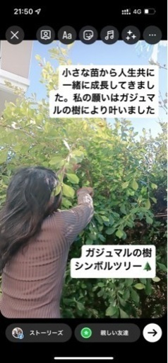 観葉植物　ガーデニング　シンボルツリー