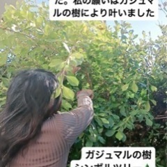観葉植物　ガーデニング　シンボルツリーの画像