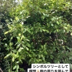 観葉植物　ガーデニング　シンボルツリーの画像