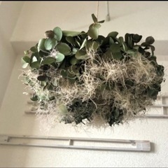 ユーカリ　　pgdの画像