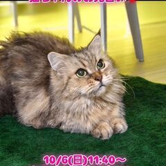 10/6(日)譲渡会。4歳ラガマフィン♀(⋈◍＞◡＜◍)。✧♡