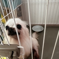 8才︎︎ ♀ クリームホワイト - 犬