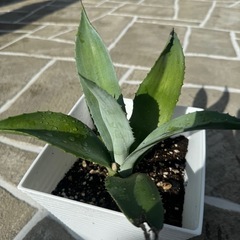 　アカベ　リュウゼツランの画像