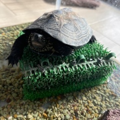 クサガメ　もうすぐ3さい