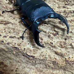 サキシマヒラタクワガタペアの画像