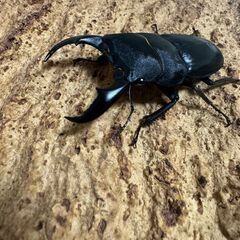 サキシマヒラタクワガタペアの画像