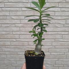 【塊根植物】アデニウム　オベスムの画像