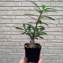 【塊根植物】アデニウム　オベスムの画像